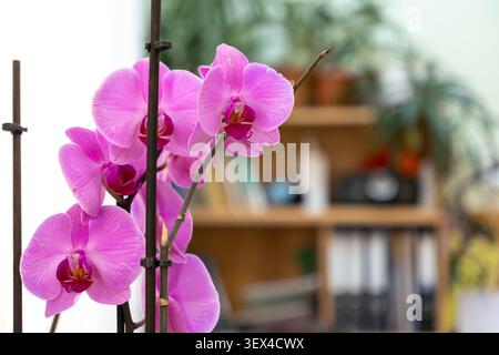 Eleganti petali di orchidea rosa fioriscono in un luminoso ambiente d'ufficio, fornendo un tocco di bellezza naturale e tranquillità che esalta l'estetica di Foto Stock