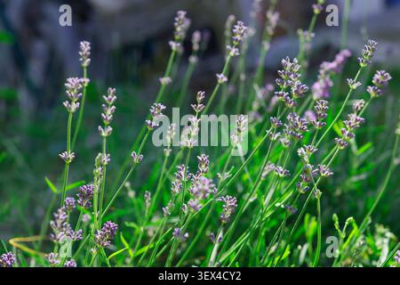 Fioritura di fiori di lavanda nelle giornate di sole con morbido sfondo verde bokeh. Vista ravvicinata della pianta a base di erbe viola per un concetto estetico di sfondo estivo Foto Stock