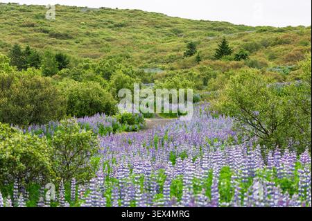 Jogger su un sentiero fiancheggiato da lupini presso il lago Vífilsstaðavatn a Garðabær, in Islanda, con verdi colline e vegetazione estiva. Foto Stock