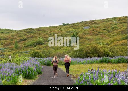 Jogger su un sentiero fiancheggiato da lupini presso il lago Vífilsstaðavatn a Garðabær, in Islanda, con verdi colline e vegetazione estiva. Foto Stock