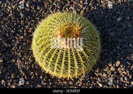 Vista dall'alto del cactus a botte d'oro (Echinocactus grusonii) sullo sfondo di ghiaia vulcanica alla luce del tramonto. Gran parque de Mijas, Málaga, Spagna. Foto Stock