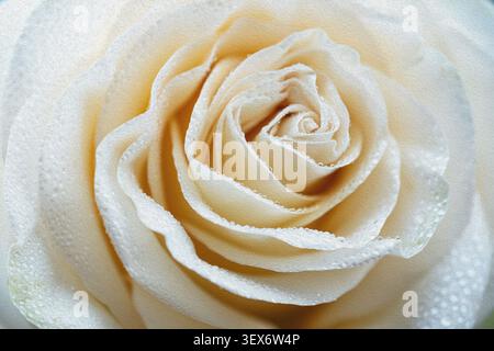 Pittura astratta a olio di petali di crema giallo pallido stratificati di una rara rosa dell'altopiano in estremo primo piano Foto Stock
