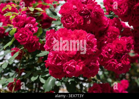 Splendido cespuglio lussureggiante di rose rosse in fiore in piena fioritura, sfondo floreale naturale per biglietti d'auguri o design. Foto Stock