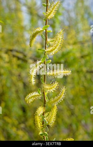Francia, Bas Rhin, Strasburgo, città vecchia dichiarata Patrimonio dell'Umanità dall'UNESCO, banchina sulle rive del fiume Ill, salice piangente (Salix babylonica), fiori maschili Foto Stock