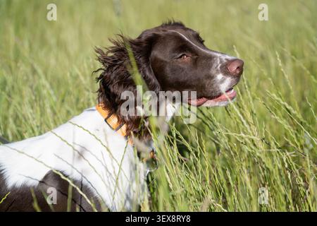 Cane Springer Spaniel inglese fulvo e bianco seduto nell’erba alta estiva di un prato, guardando attento e rilassato Foto Stock
