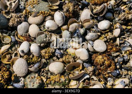 Barnacles e Clam Shells su una spiaggia nord-occidentale Foto Stock