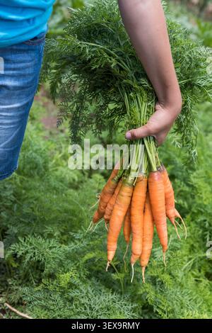 Primo piano verticale della mano di un bambino che tiene in mano un mucchio di carote appena raccolte con vivaci top verdi. La luce calda del sole mette in risalto le verdure fresche Foto Stock