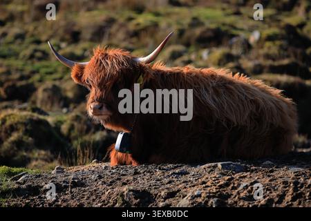 La vacca Hairy Coo Highland nell'isola di Skye, in Scozia, mostra un cappotto bruno e mercantile, corna lunghe, brughiera scura e luce laterale in una chiara vista scozzese. Foto Stock