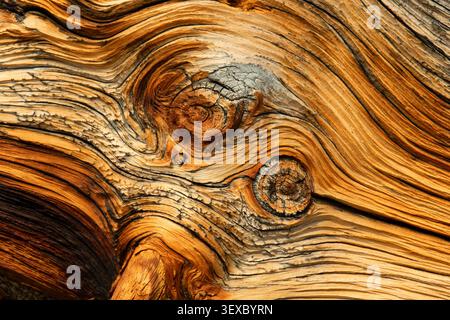 Tronco di pino di Bristlecone (Pinus longaeva) lungo Bristlecone Trail, Great Basin National Park, Nevada Foto Stock