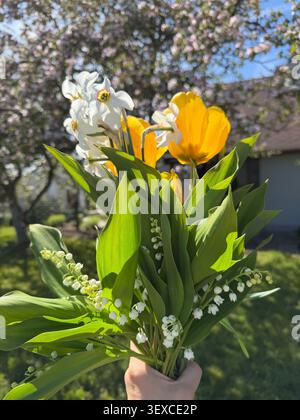 Bouquet primaverile di fiori freschi da giardino in mano in una giornata di sole. Una persona ha un bouquet vivace sotto il sole luminoso. Tulipani gialli, narcisi bianchi, Foto Stock