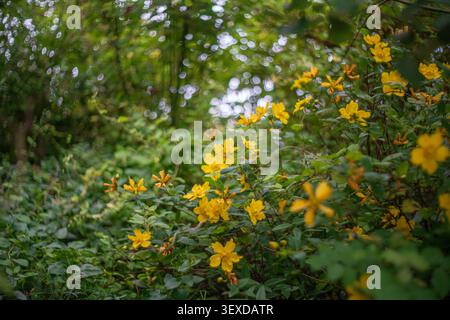 Primo piano di fiori gialli brillanti di Hidcote St. John's Wort con foglie di verde scuro su uno sfondo bokeh di luce bokeh in una fitta area boschiva Foto Stock