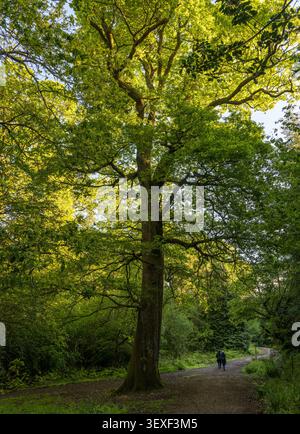 Coppia di escursionisti che camminano attraverso lussureggianti alberi verdi nel Wye Valley National Landscape, parte della Foresta di Dean nel Gloucestershire, Inghilterra. Foto Stock