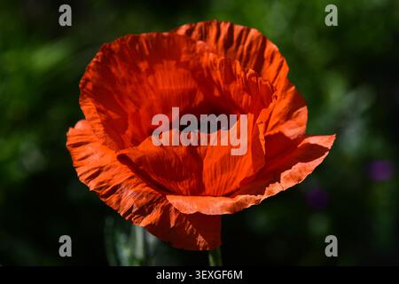 Fiore di papavero orientale arancione, Papaver orientale, macro nel giardino, primavera Foto Stock