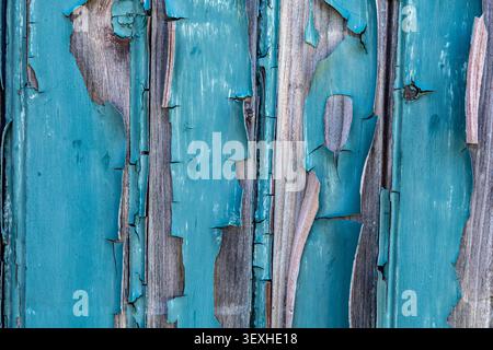 Primo piano della vernice spelante resistente agli agenti atmosferici su tavole verticali in legno invecchiate Foto Stock