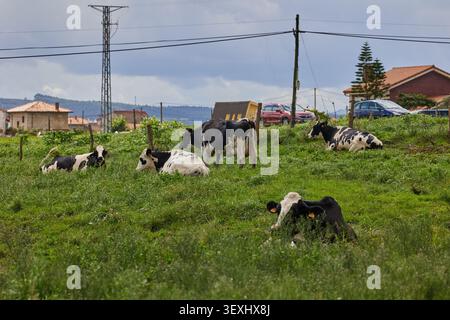 Una tranquilla scena rurale con un branco di mucche che pascolano in una giornata nuvolosa, Foto Stock