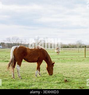 I cavalli in un campo Foto Stock
