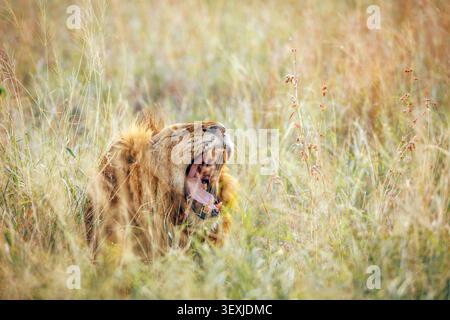 Ritratto maschile di leone africano che sbadiglia in erba in controluce nel Greater Kruger National Park, Sudafrica ; Specie Panthera leo famiglia di Felidae Foto Stock