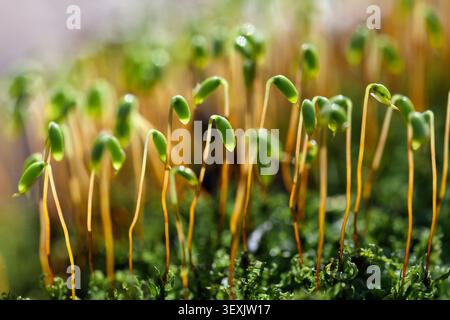 Muschio stellare (Plagiomnium sp.), muschio a foglia, capsule di spore, alta Baviera, Germania, Europa Foto Stock