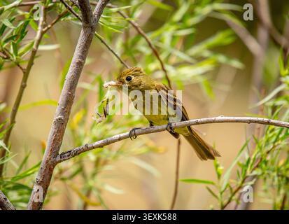 WESTERN Flycatcher (Empidonax difficilis) che trasporta materiale di nidificazione lungo Grape Creek vicino a Westcliffe, Colorado, USA, inizio giugno. Foto Stock