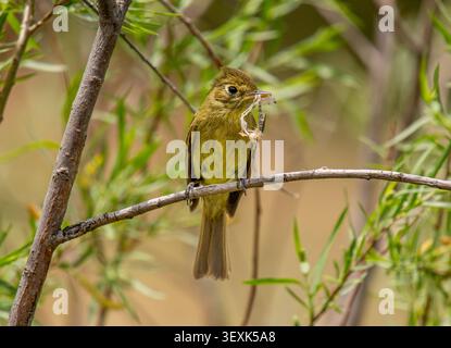 WESTERN Flycatcher (Empidonax difficilis) che trasporta materiale di nidificazione lungo Grape Creek vicino a Westcliffe, Colorado, USA, inizio giugno. Foto Stock