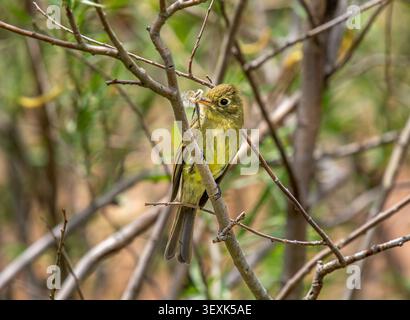 WESTERN Flycatcher (Empidonax difficilis) che trasporta materiale di nidificazione lungo Grape Creek vicino a Westcliffe, Colorado, USA, inizio giugno. Foto Stock