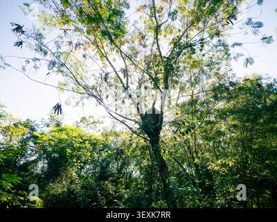La luce solare filtra attraverso un albero alto. Foglie verdi e boccioli rossi riempiono la tettoia. Due uccelli appollaiano nei rami. Ideale per la fotografia naturalistica o per l'intrattenimento Foto Stock