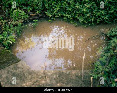 Il laghetto fangoso riflette il verde circostante. La sporgenza di pietra incornicia la superficie dell'acqua. Su entrambi i lati crescono viti lussureggianti. Ideale per ambienti o natura Foto Stock