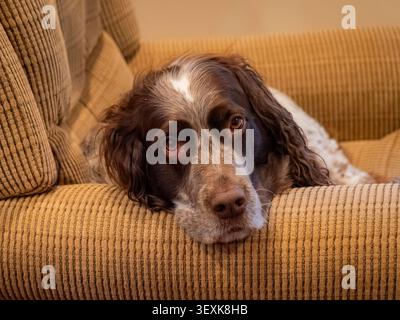 Cane spaniel inglese springer con pelliccia marrone e bianca che riposa la testa su una poltrona marrone vellutata vista ravvicinata Foto Stock
