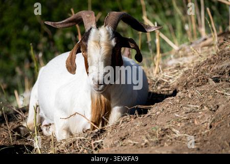 Un buck maturo con distintivi segni marroni e bianchi e una barba fluente si rilassa pacificamente nel suo habitat naturale all'aperto Foto Stock