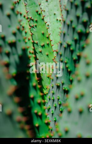 Primo piano di gambi di cactus verde con piccole spine affilate e sfocatura morbida. Pianta naturale con linee verticali, colori ricchi e un tranquillo giardino desertico Foto Stock