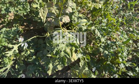 Anguria frutta e foglie nel campo agricolo in primo piano Foto Stock
