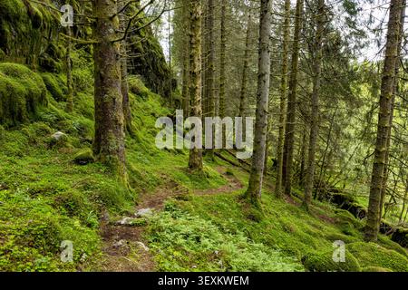Il sentiero Mossy si snoda tra alti pini. Il sottobosco verde ricopre il terreno della foresta. La luce solare filtra delicatamente attraverso il tettuccio. La quiete circonda Foto Stock