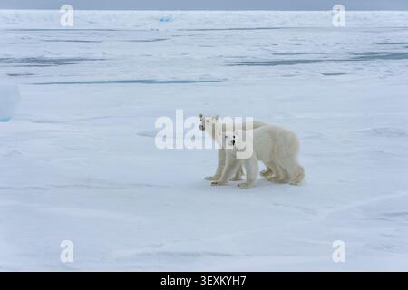 Due cuccioli di orso polare subadulto sul ghiaccio marino nell'Artico, Svalbard, Norvegia. Foto Stock