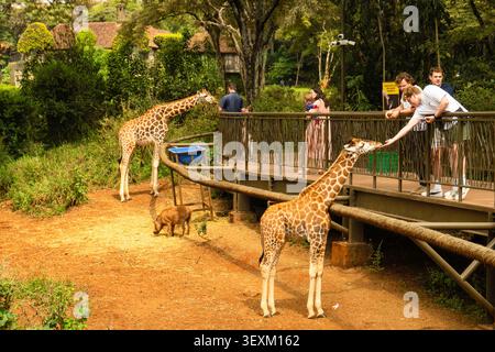 Nairobi, Kenya - 14 ottobre 2025: I turisti nutrono una giraffa Rothschild in via di estinzione da una piattaforma del Nairobi Giraffe Center. Autentico Foto Stock