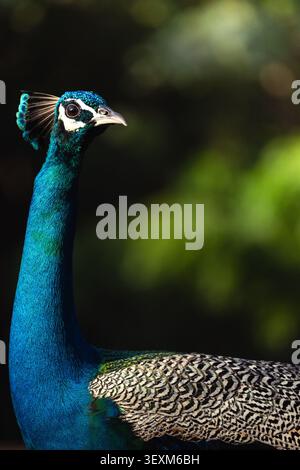 Ritratto ravvicinato di un animale indiano con collo blu vivace e cresta di piume Foto Stock