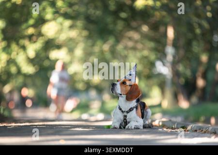Beagle seduto su un sentiero lastricato del parco circondato da alberi. Calmo cane da compagnia durante una passeggiata. Foto Stock