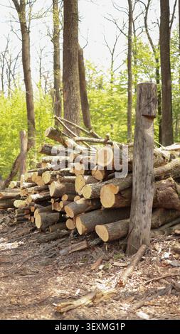 Ripresa verticale di tronchi di alberi tritati impilati insieme in una vivace area boschiva verde. Foto Stock