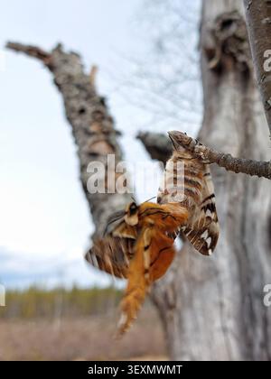Due falene di gloria Kentish (Endromis versicolora) che si accoppiano, aggrappandosi al ramo nel bosco. Foto Stock