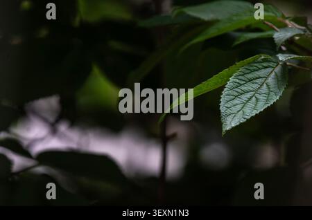 Le intricate trame venose di una foglia Foto Stock