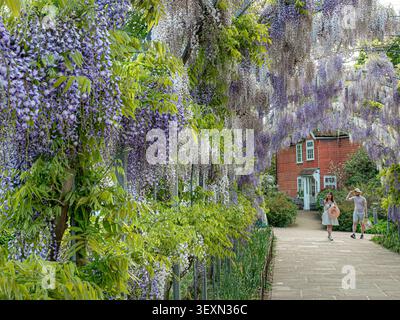 RHS Wisteria floribunda «Kimono» e «Kokuryu» fioriscono sulla Wisteria Walk con i visitatori in cappelli solari che entrano nel tunnel pedonale illuminato dal sole degli archi in fiore Wisley RHS Surrey UK Foto Stock