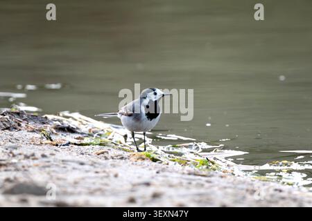 Pied Wagtail camminando sulla sabbia vicino al lago Foto Stock