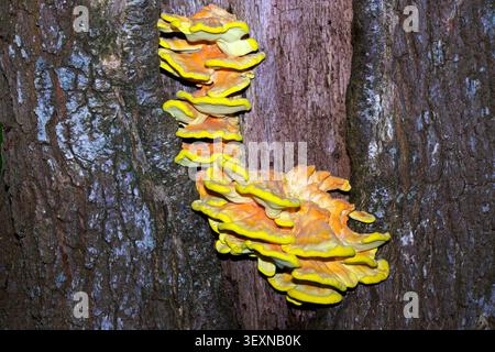 Laetiporus sulfurei (zolfo polypore) è una specie di fungo della staffa che si trova in Europa e Nord America. Esso può essere parassita. Foto Stock
