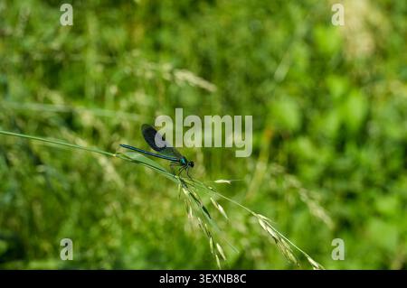 Libellula blu seduta su una foglia d'erba nel giardino. Foto Stock