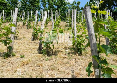 Vigneto in campagna. Vigneto con grappoli verdi Foto Stock