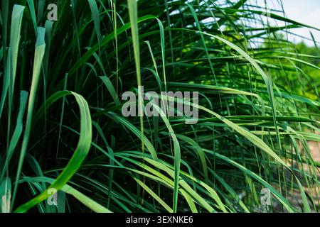 Vista ravvicinata delle dense foglie verdi di miscanthus (Miscanthus sinensis) che crescono selvatiche con luce naturale e dettagli d'ombra. Foto Stock