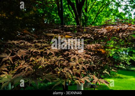 Vista ravvicinata delle foglie d'acero giapponese marrone rossastro (Acer palmatum) che crescono su un ramo con uno sfondo verde brillante della foresta. Foto Stock