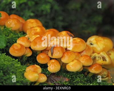 Piccole lumache marroni che si nutrono di cappellini luccicanti di una colonia di funghi marrone dorato Dumfries & Galloway, Scozia, Regno Unito Foto Stock