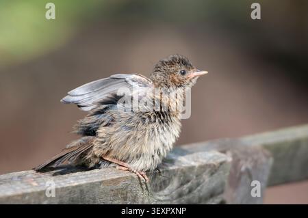 Dunnock Prunella modularis, giovanile arroccato sulla recinzione del giardino che prende il sole. Agosto. Foto Stock