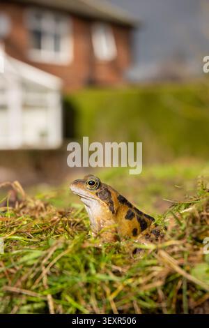 Rana comune Rana temporaria, seduta in giardino con casa di abitazione e serra sullo sfondo. Grandangolo. Marzo. Foto Stock