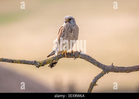 Comune di gheppio (Falco tinnunculus) Foto Stock